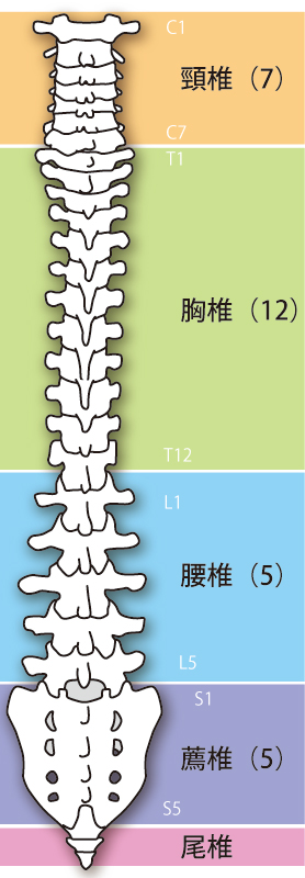 腰椎椎間板ヘルニアの原因は体の歪みです。