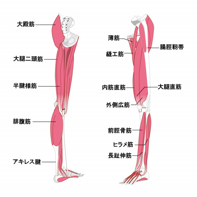 肉離れの原因は体の歪みです。