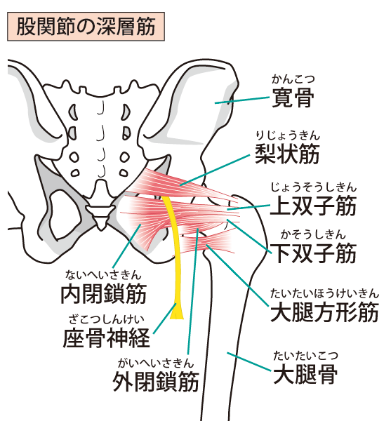 当院の梨状筋症候群へのアプローチとは