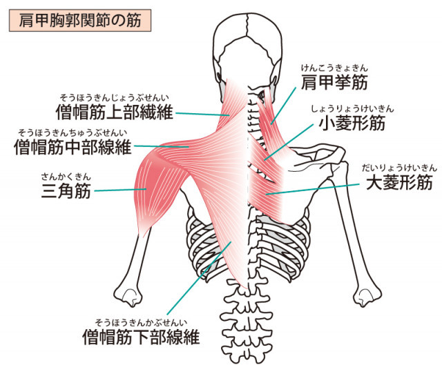 当院のテニス肘へのアプローチとは