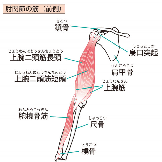 当院のゴルフ肘へのアプローチとは